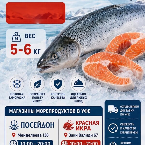 Семга Норвежская 5-6 кг